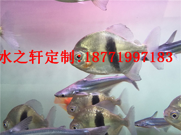 熱帶魚