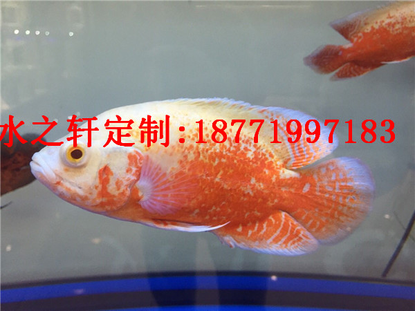 熱帶魚